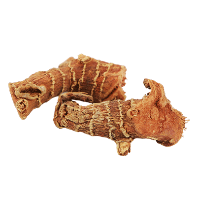  Galanga