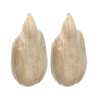 Sunflower seed kernel