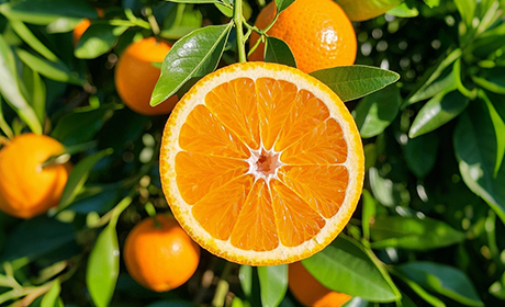 Are Dried Oranges Good for You?